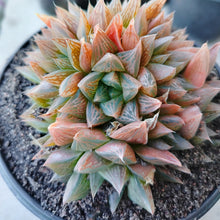 Load image into Gallery viewer, Haworthia Antique Windows (3 Plants)
