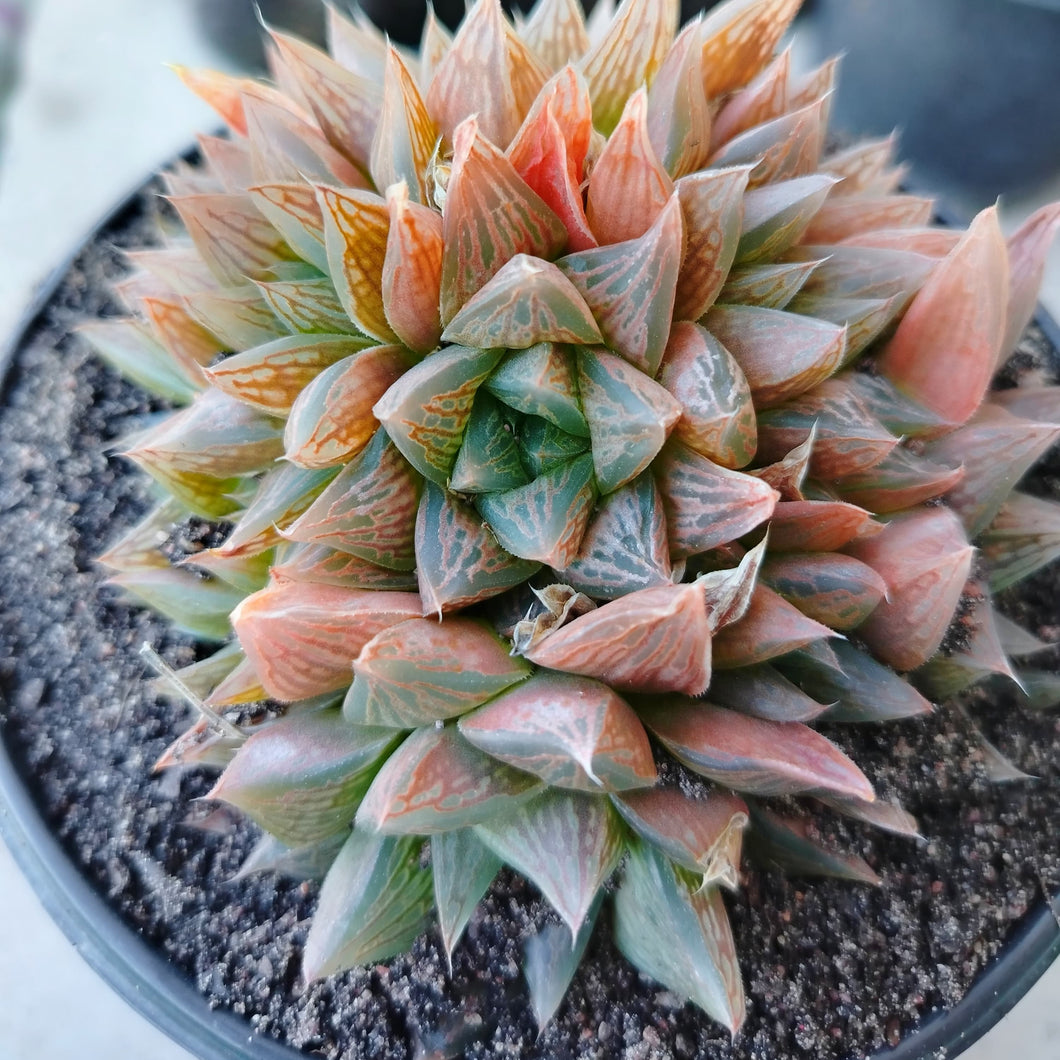 Haworthia Antique Windows (3 Plants)