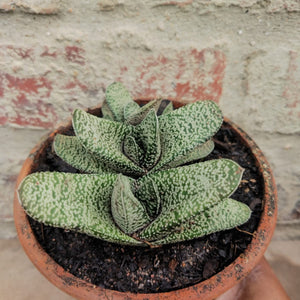 Gasteria Polaris (1 Plant)
