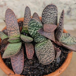Gasteria  Vader (1 plant)