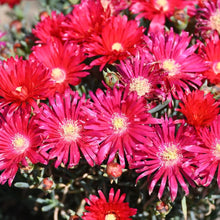 Load image into Gallery viewer, Lampranthus coccineus Red (3 Plants)
