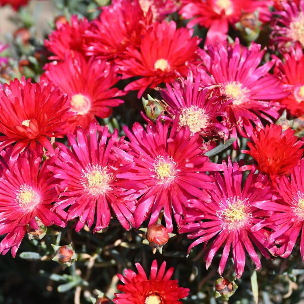 Lampranthus coccineus Red (3 Plants)