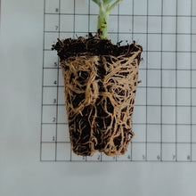 Load image into Gallery viewer, Aeonium haworthii (3 Plants)
