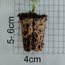 Load image into Gallery viewer, Cotyledon campanulata (3 Plants)
