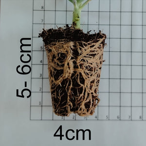 Cotyledon campanulata (3 Plants)