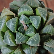 Load image into Gallery viewer, Haworthia Stone Castle (1 Plant)

