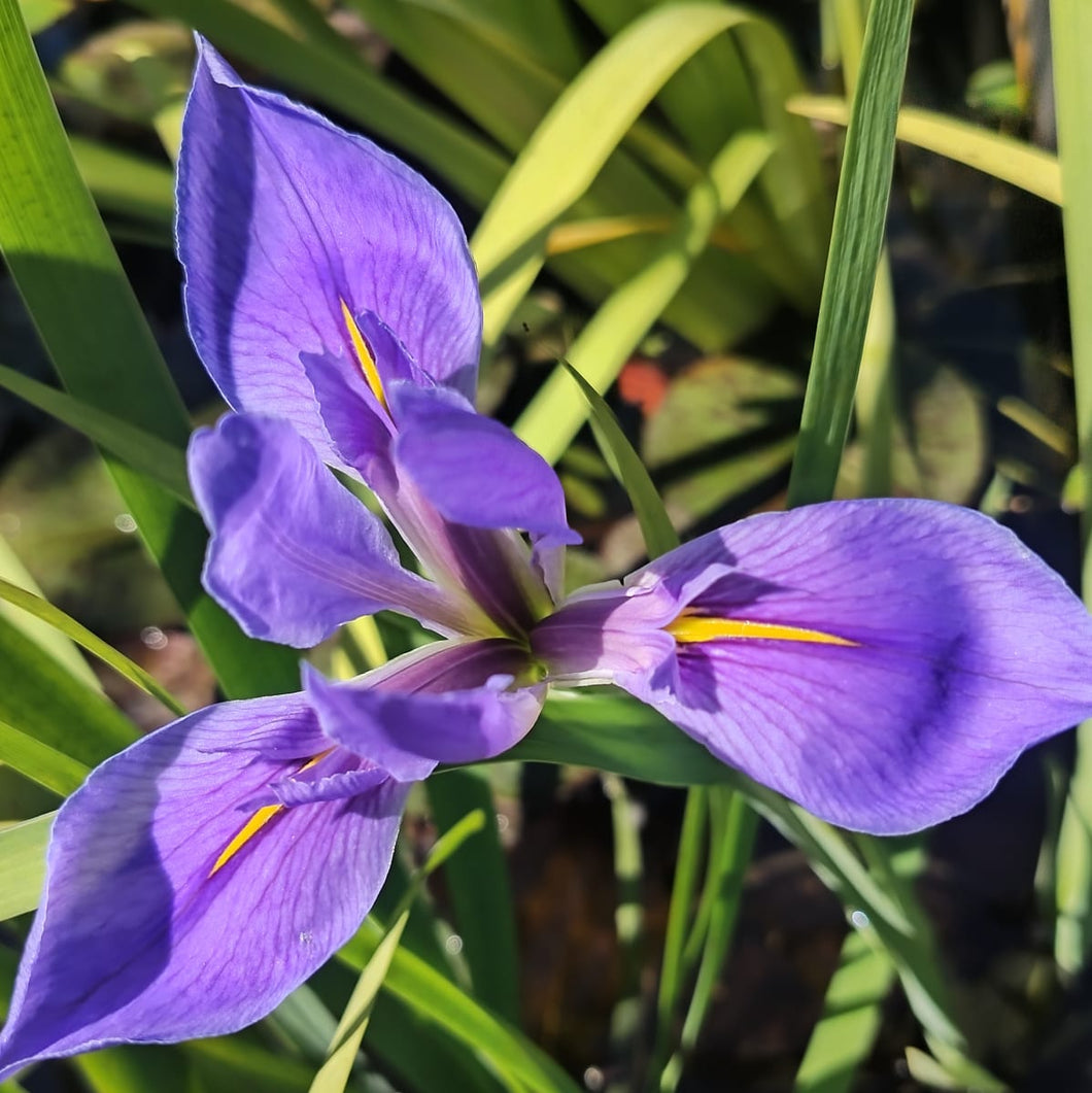 Louisiana Iris Montague