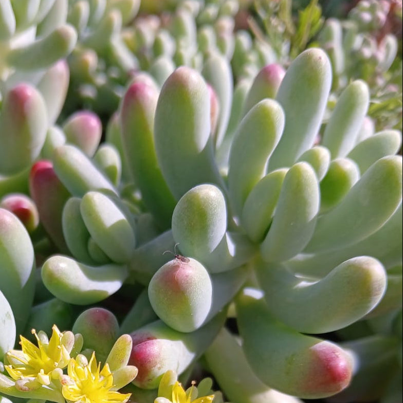 Sedum pachyphyllym (3 Plants)
