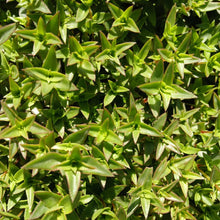 Load image into Gallery viewer, Crassula pellucida (3 Young Plants)
