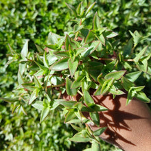 Load image into Gallery viewer, Crassula pellucida (3 Young Plants)
