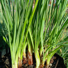 Load image into Gallery viewer, Tulbaghia violacea
