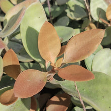 Load image into Gallery viewer, Kalanchoe orgyalis "Copper Spoons"(3 Plants)
