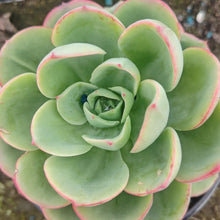 Load image into Gallery viewer, Echeveria Alberta (3 Plants)

