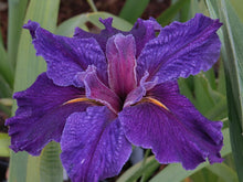 Load image into Gallery viewer, Louisiana Iris Inn Keeper
