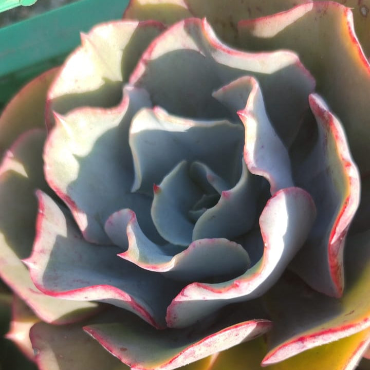 Echeveria Desert Rose (3 Plants)