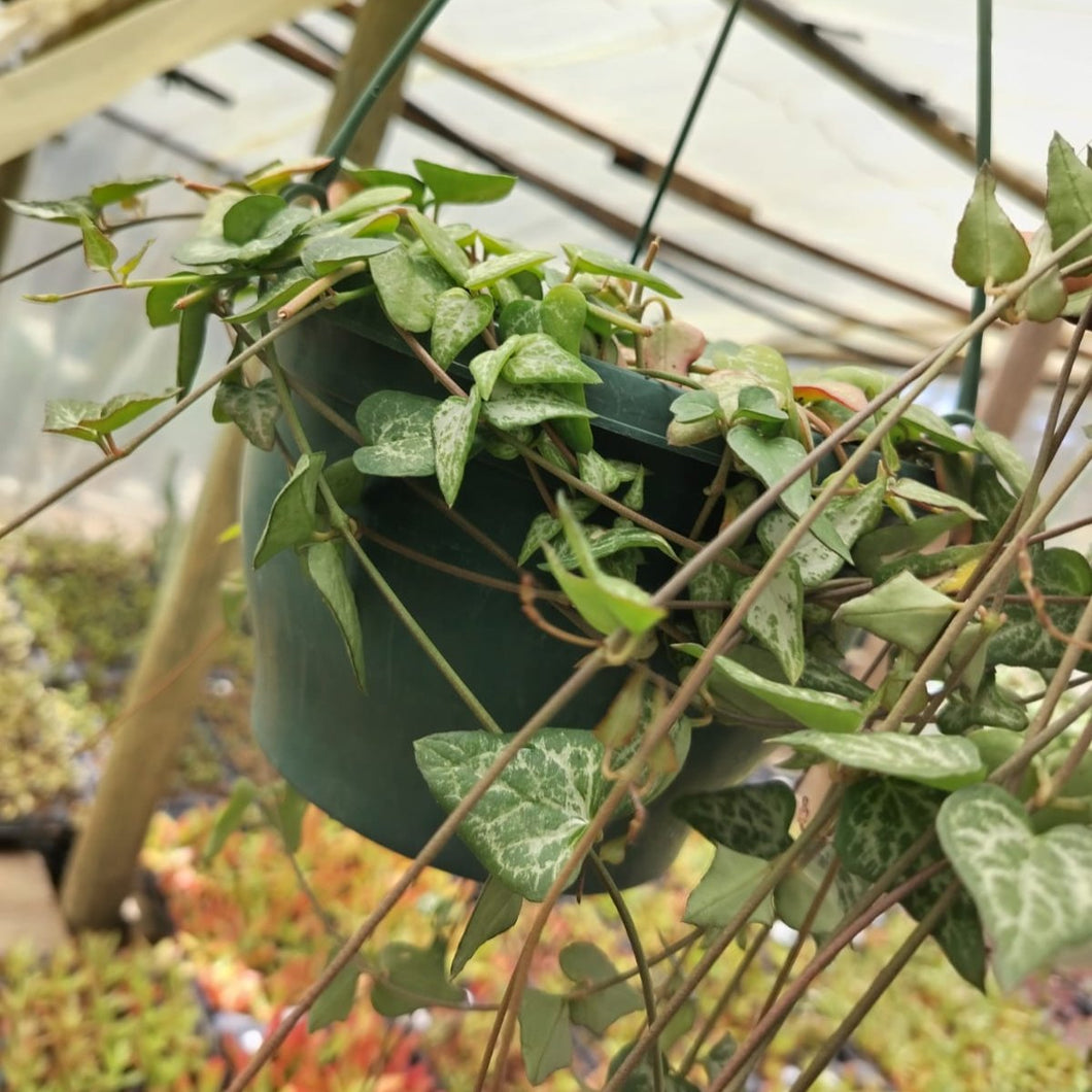 planted Hanging basket (Ceropegia Strings of Arrows.) - Medium