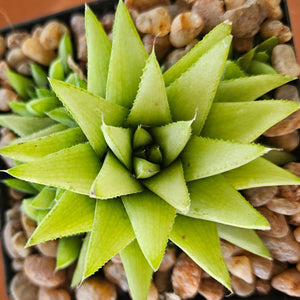 Haworthia Green Star (3 Plants)