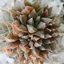 Load image into Gallery viewer, Haworthia Antique Windows (3 Plants)
