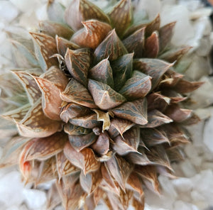Haworthia Antique Windows (3 Plants)