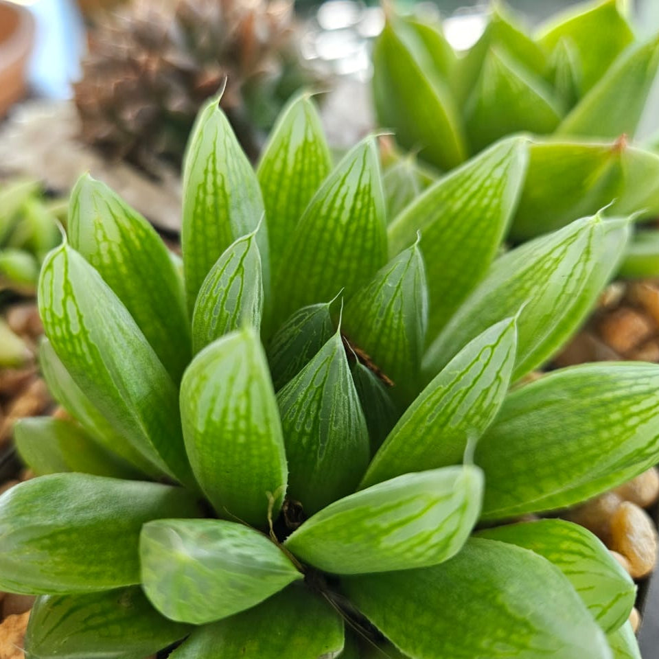 Haworthia Luscious Lime  (3 Plants)