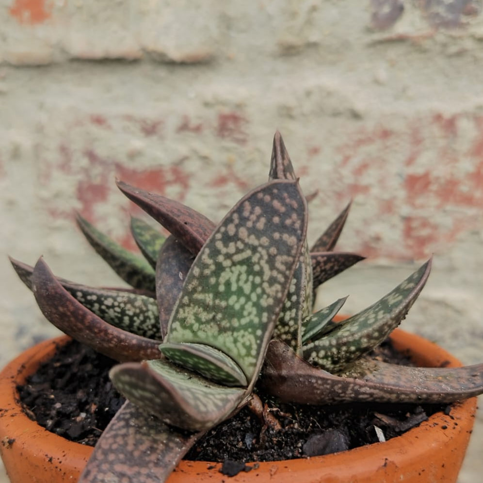 Gasteria  Vader (1 plant)