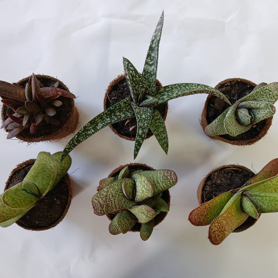 Gasteria Star Wars Collection (6 Plants)