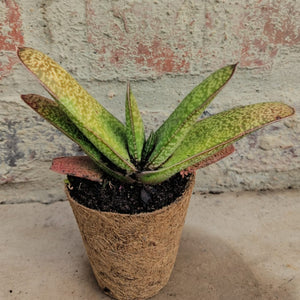 Gasteria  Yellow Bird (1 plant)