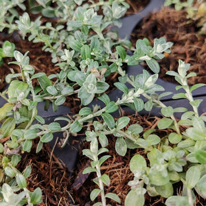 Helichrysum cymosum (1 Plant)