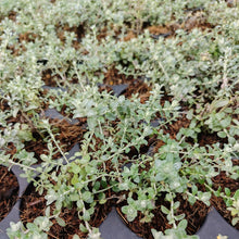 Load image into Gallery viewer, Helichrysum cymosum (1 Plant)
