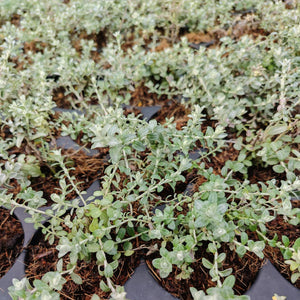 Helichrysum cymosum (1 Plant)