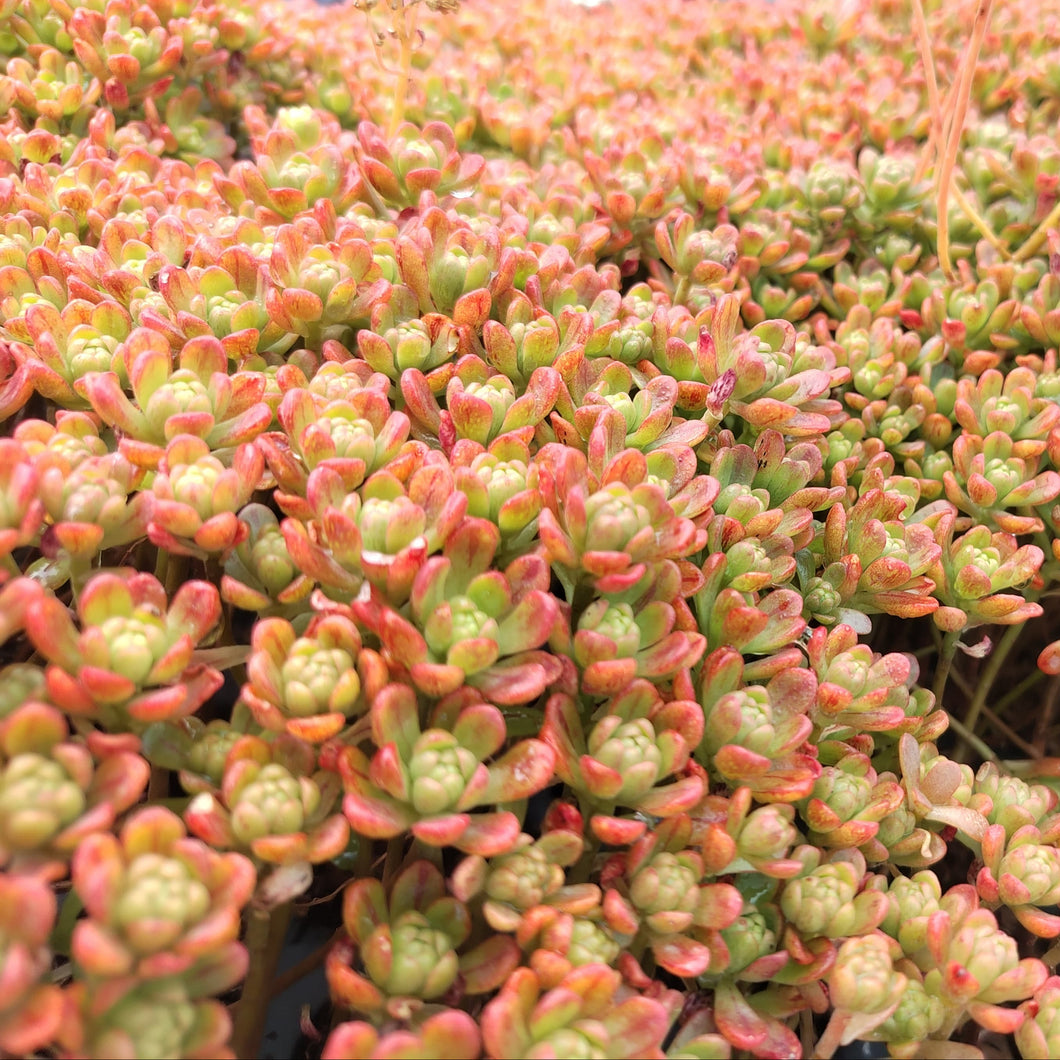 Aeonium sedifolium (3 Plants)