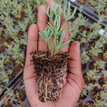 Load image into Gallery viewer, Lampranthus coccineus Red (3 Plants)
