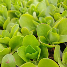 Load image into Gallery viewer, Crassula multicava Floribunda (3 PLANTS)
