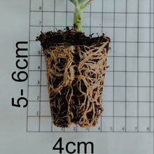 Load image into Gallery viewer, Crassula multicava Floribunda (3 PLANTS)
