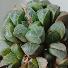 Load image into Gallery viewer, Haworthia Stone Castle (1 Plant)
