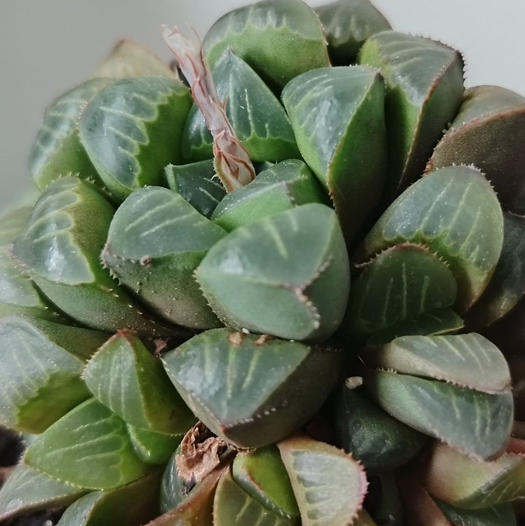 Haworthia Stone Castle (1 Plant)
