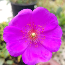 Load image into Gallery viewer, Calandrinia spectabilis (3 Plants)
