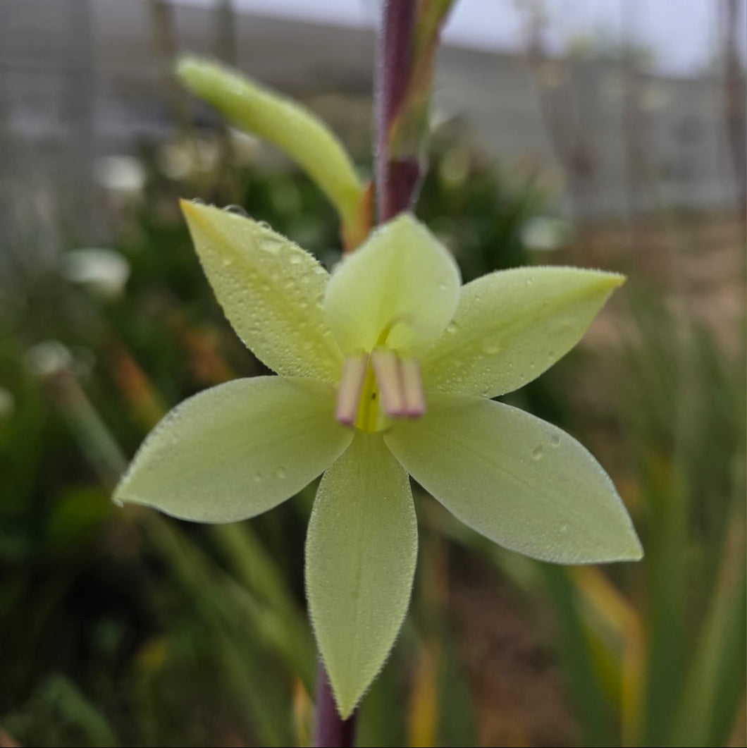 Watsonia meriana Lime (3 Bulbs)