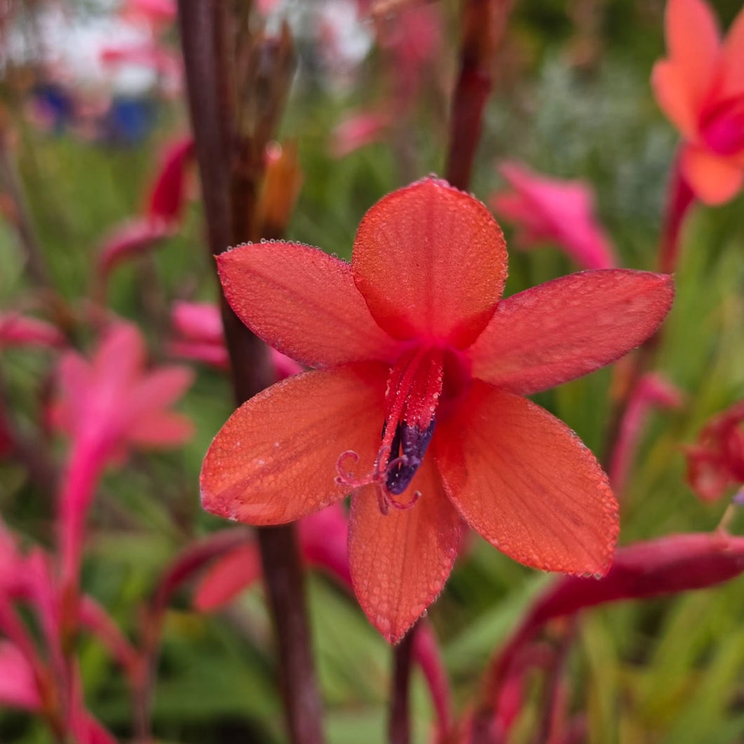 Watsonia meriana Lipstick (3 Bulbs)