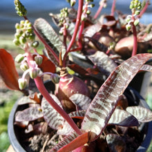 Load image into Gallery viewer, Ledebouria socialis
