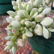 Load image into Gallery viewer, Cotyledon pendens (Cliff Cotyledon) (3 Plants)
