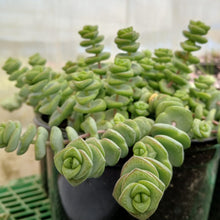 Load image into Gallery viewer, Crassula &#39;Baby&#39;s Necklace&#39;  (3 Plants)
