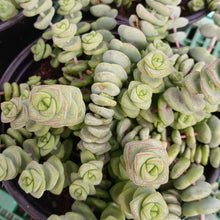 Load image into Gallery viewer, Crassula &#39;Baby&#39;s Necklace&#39;  (3 Plants)
