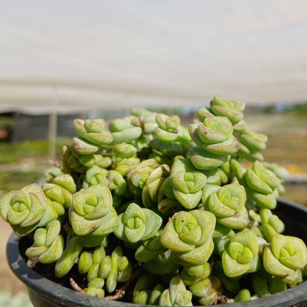 Crassula 'Baby's Necklace'  (3 Plants)