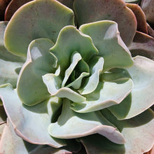 Load image into Gallery viewer, Echeveria Santa Fe&#39; (3 Plants)
