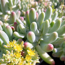Load image into Gallery viewer, Sedum pachyphyllym (3 Plants)
