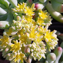 Load image into Gallery viewer, Sedum Fat Fred (3 Plants)
