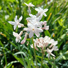 Load image into Gallery viewer, Tulbaghia violacea Pearl
