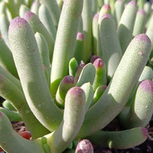 Load image into Gallery viewer, Cylindrophyllum comptonii (3 Plants)
