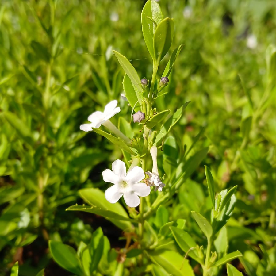 Freylinia White (3 Plants)